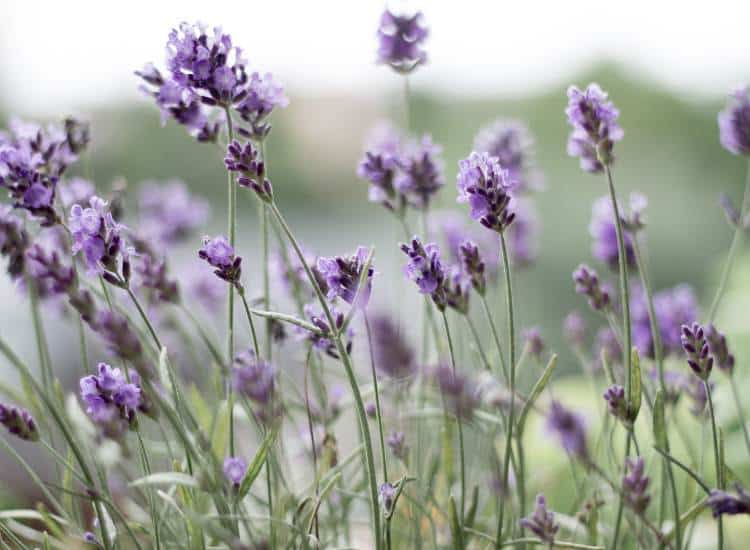 photo of lavender growing