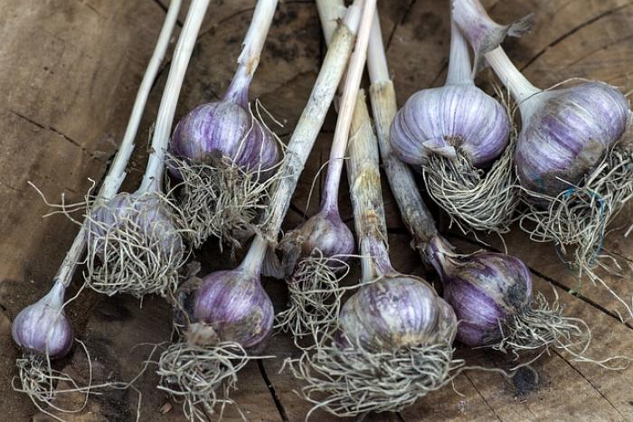 photo of harvested garlic bulbs