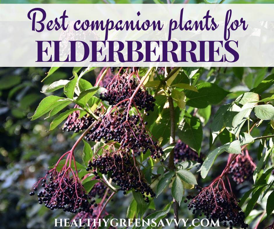 Image of Yarrow companion plant for elderberry