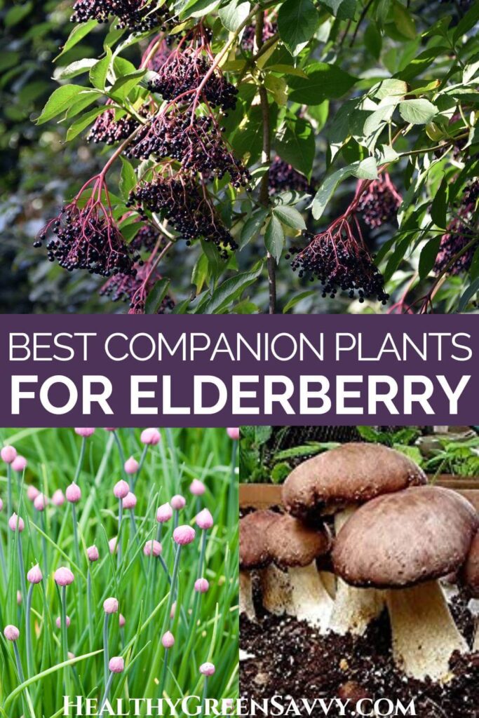 pin with photos of elderberry bush and elderberry companion plants chives and mushrooms.