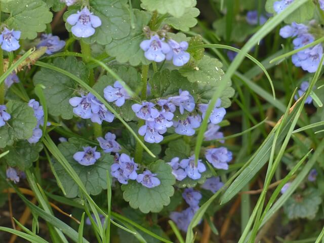photo of creeping charlie or ground ivy growing with grass