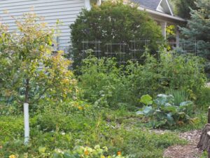 Grow a Front Yard Vegetable Garden! (Inspiring Ideas & Tips)