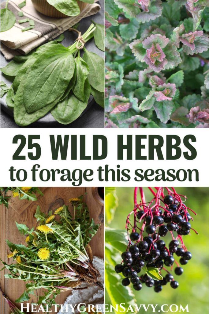 pin photos of wild herbs plantain, ground ivy, dandelion, and elderberry with title text