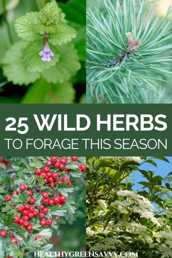 pin with photos of wild herbs ground ivy, pine, hawthorn, and elderflower with title text