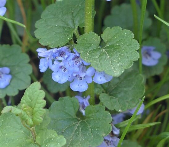 closeup of creeping Charlie leaves