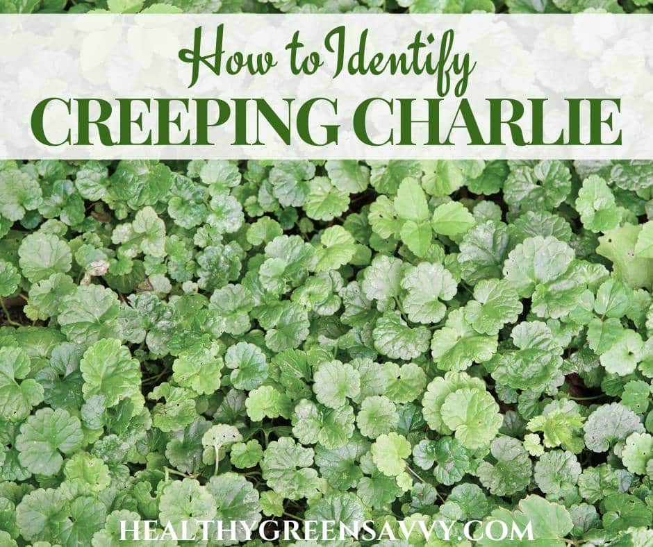 cover photo of creeping Charlie leaves with title text