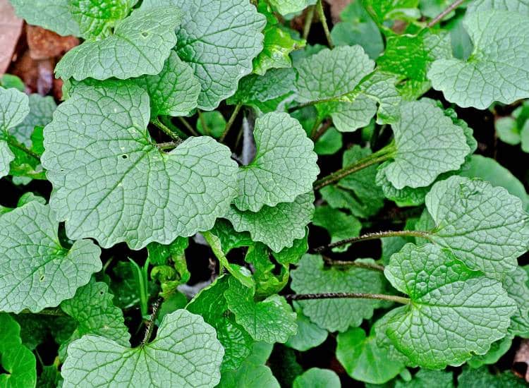 photo of garlic mustard leaves