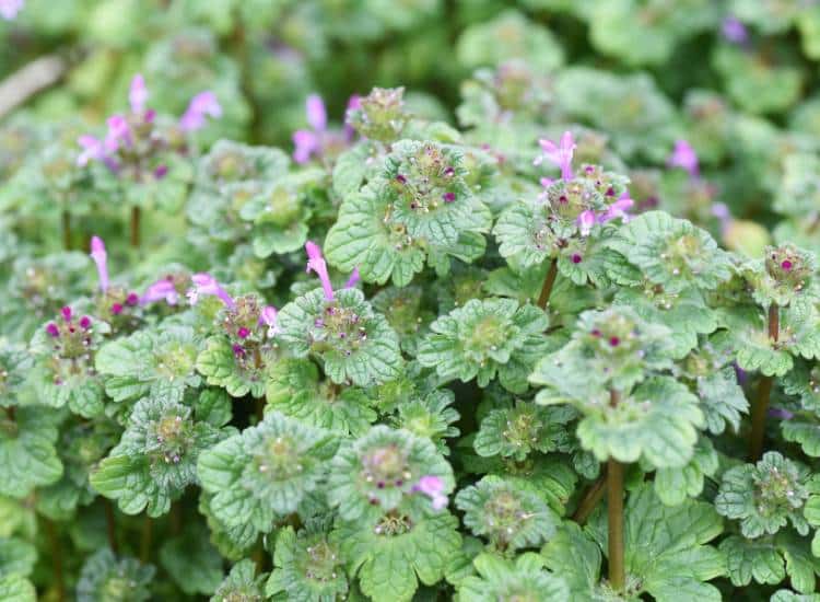 photo of henbit, a creeping Charlie look alike