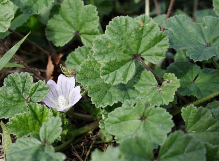 photo of common mallow growing