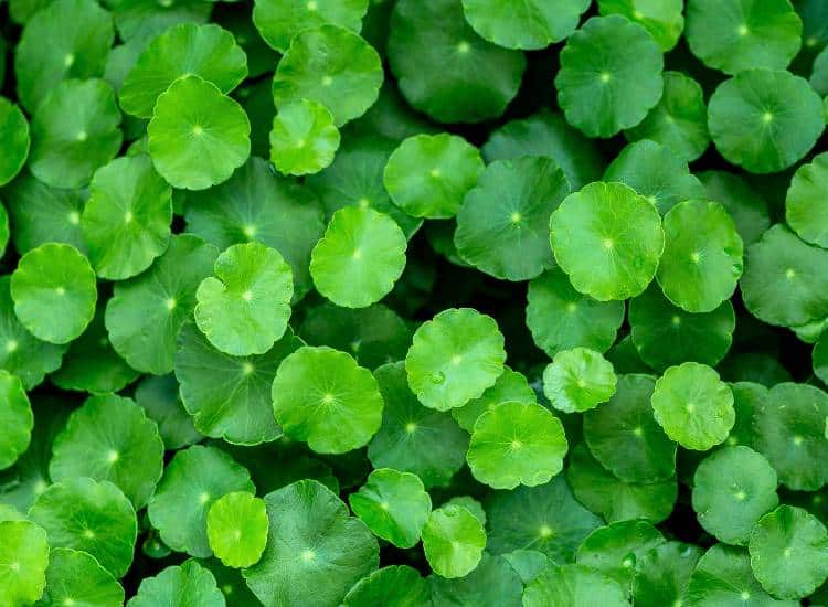 photo of pennywort growing