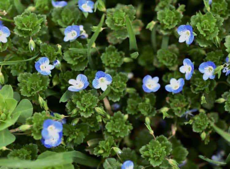 photo of Persian speedwell in flower