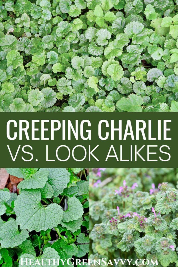 pin with photos of creeping Charlie growing and creeping Charlie lookalikes garlic mustard and henbit plus title text