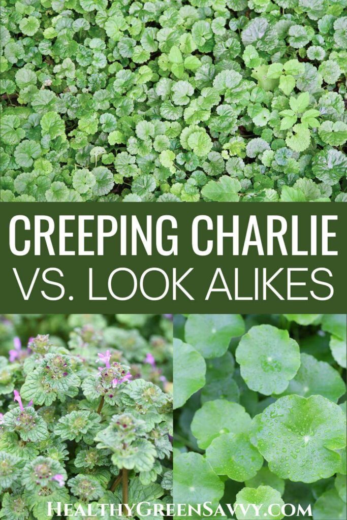 pin with photos of creeping Charlie growing and creeping Charlie lookalikes henbit and pennywort plus title text