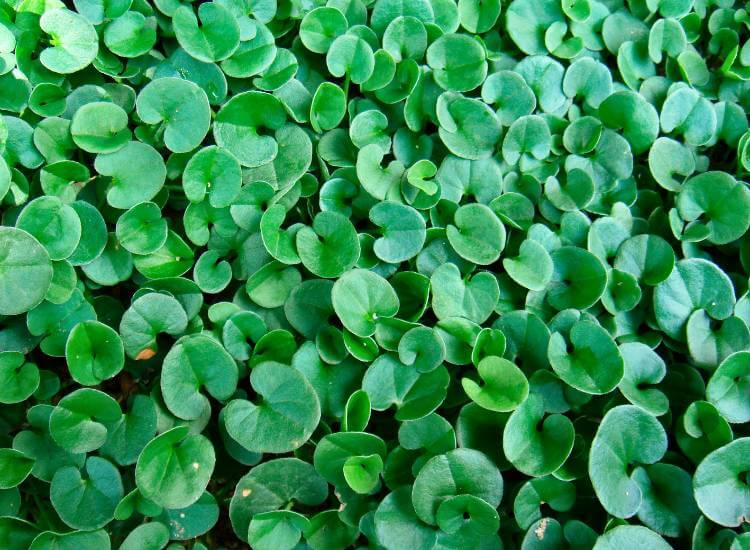 leaves of ponyfoot growing