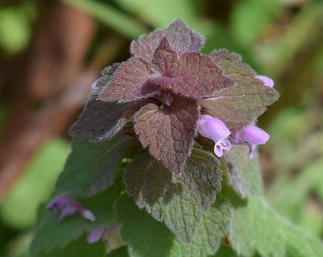 photo of purple dead nettle growing