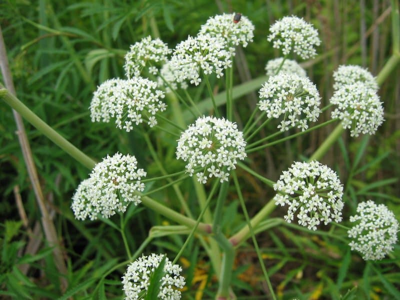 photo of water hemlock, a critical plant to know for correct elderflower identification