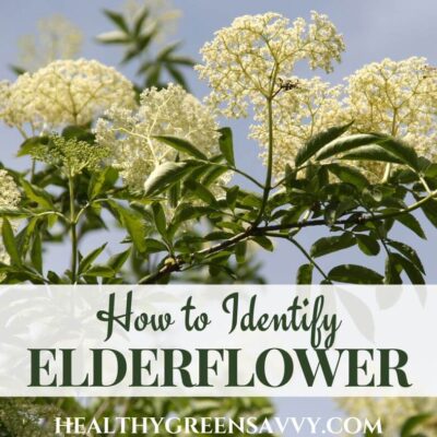 cover photo of elderflowers growing with title text, How to Identify Elderflower