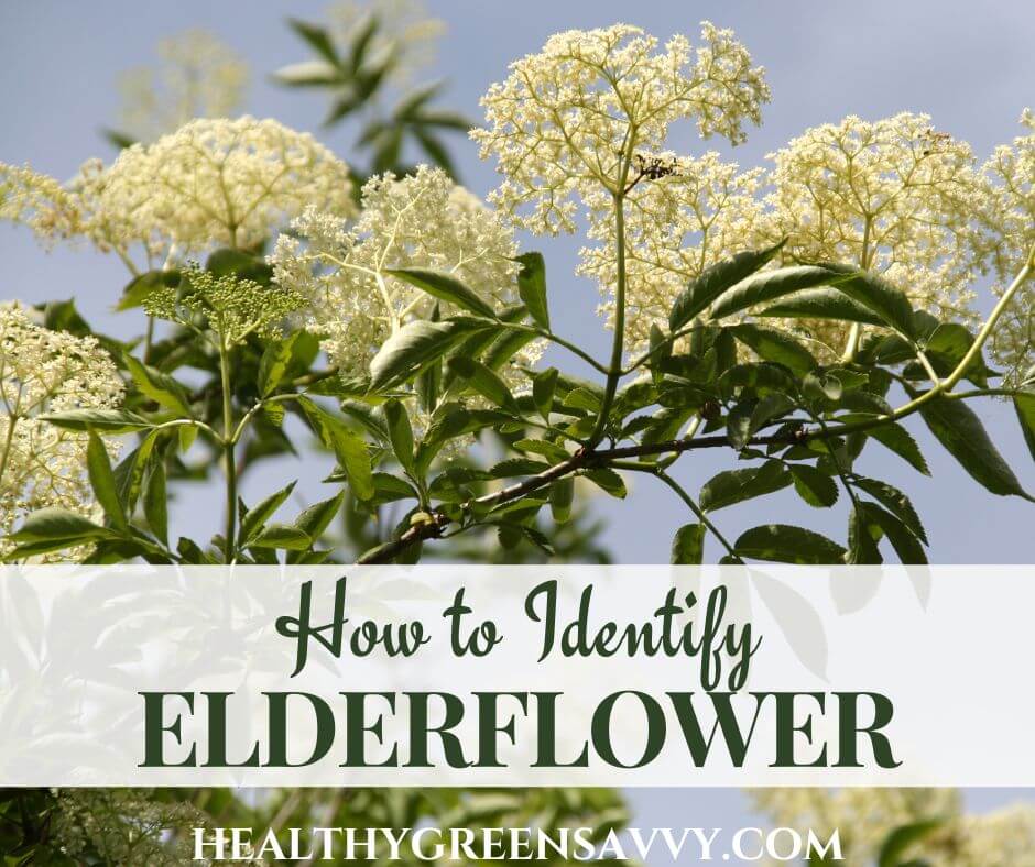 cover photo of elderflowers growing with title text (How to identify elderflower)