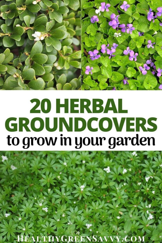 pin with photos of ground cover herbs bearberry, violets, sweet woodruff plus title text