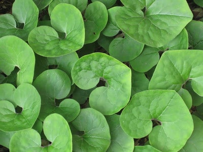 photo of wild ginger leaves