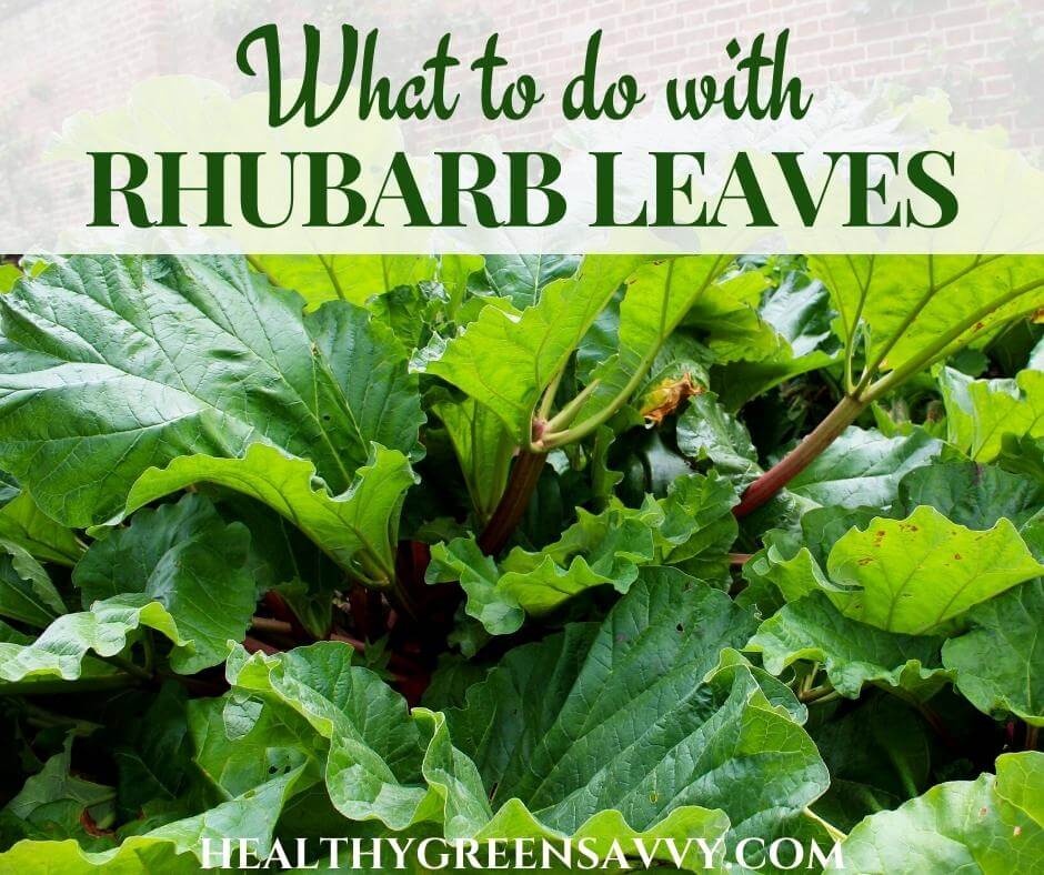 cover photo of rhubarb leaves with title text overlay