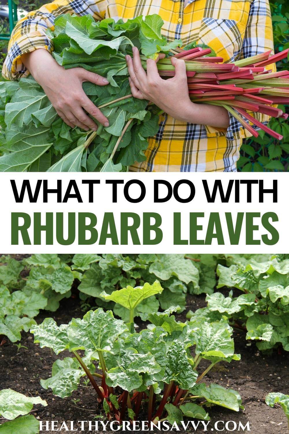 Are Rhubarb Leaves Poisonous? (+ 6 Uses for Rhubarb Leaves)