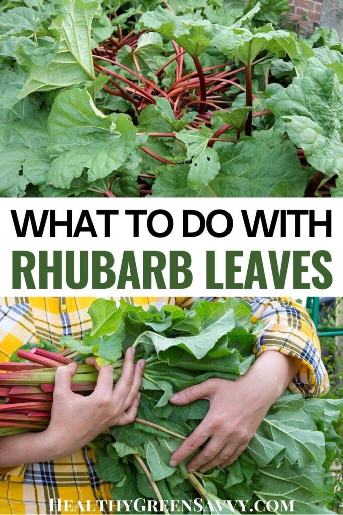 pin with photos of poisonous rhubarb leaves and title text