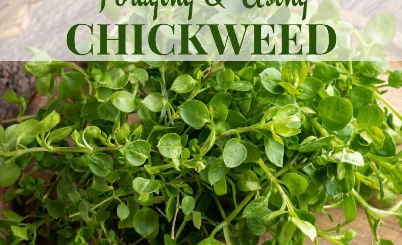 cover photo of foraged chickweed with title text overlay