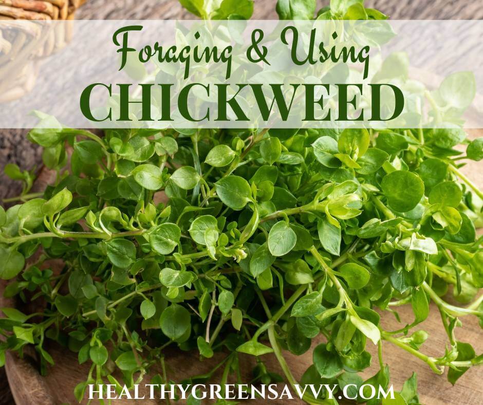 cover photo of foraged chickweed with title text overlay