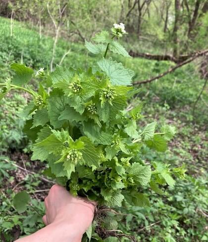 photo of bunch of garlic mustard ready to be prepped for garlic mustard recipes