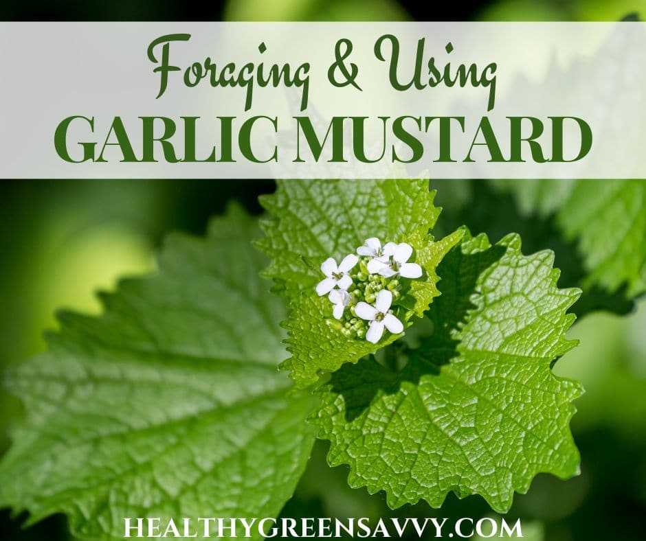 cover photo of garlic mustard growing with title text overlay (Foraging & Using Garlic Mustard Recipes)