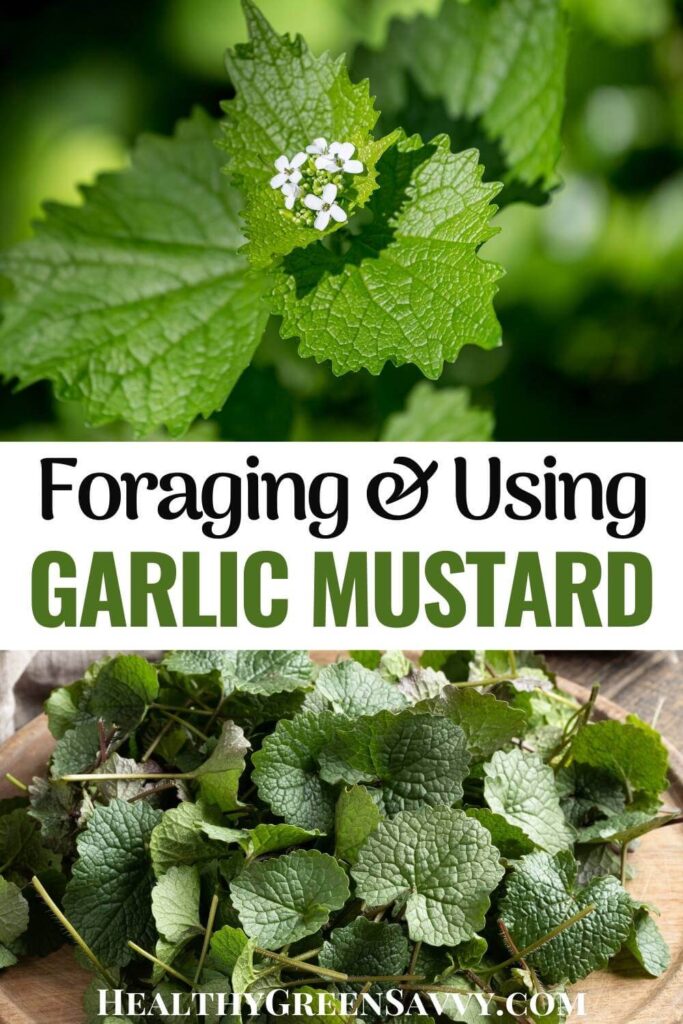 pin with photo of garlic mustard growing and leaves ready for garlic mustard recipes with title text