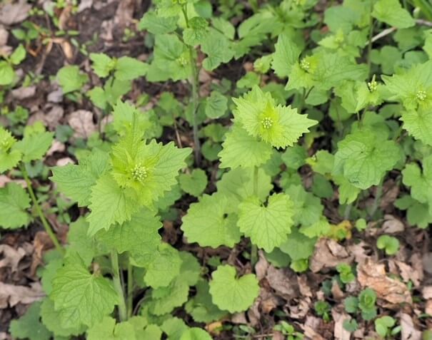 photo of garlic mustard weeds growing along path by woods