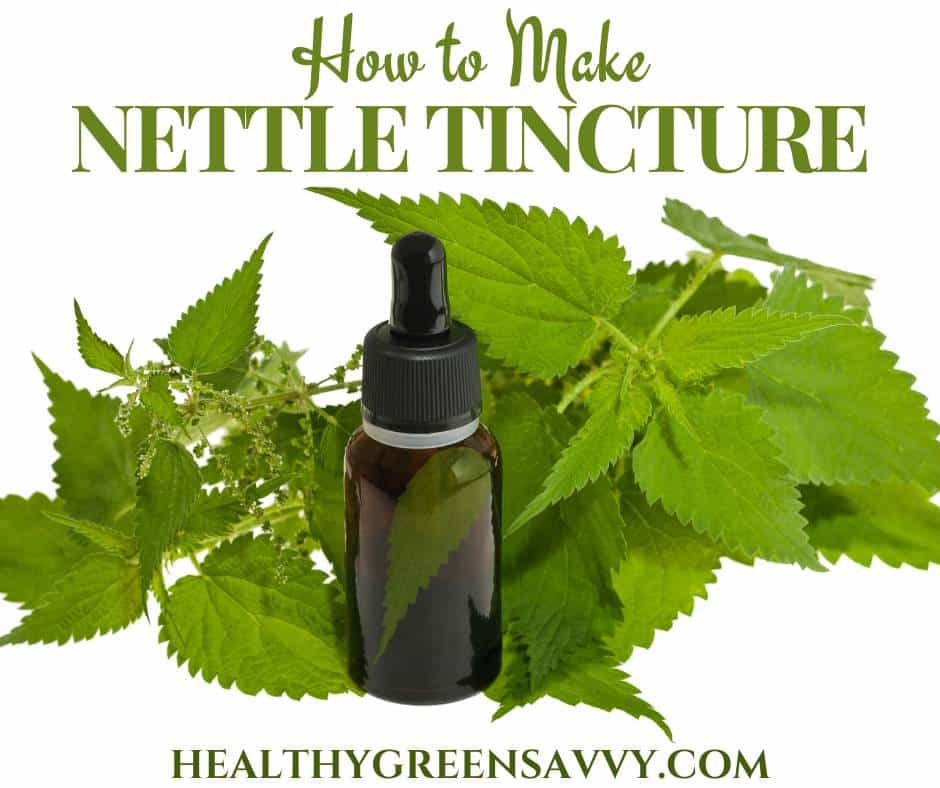 photo of stinging nettles and stinging nettle tincture in bottle on white background with title text