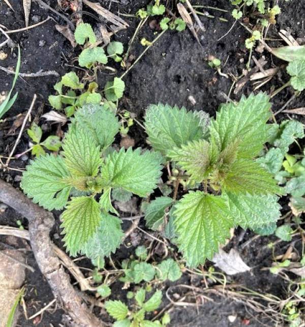 young stinging nettle plants in early spring