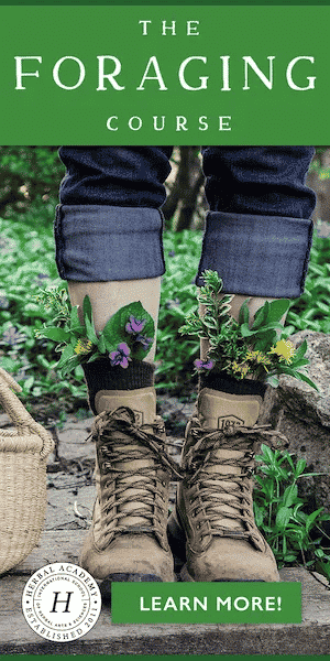 ad for Herbal Academy's foraging course