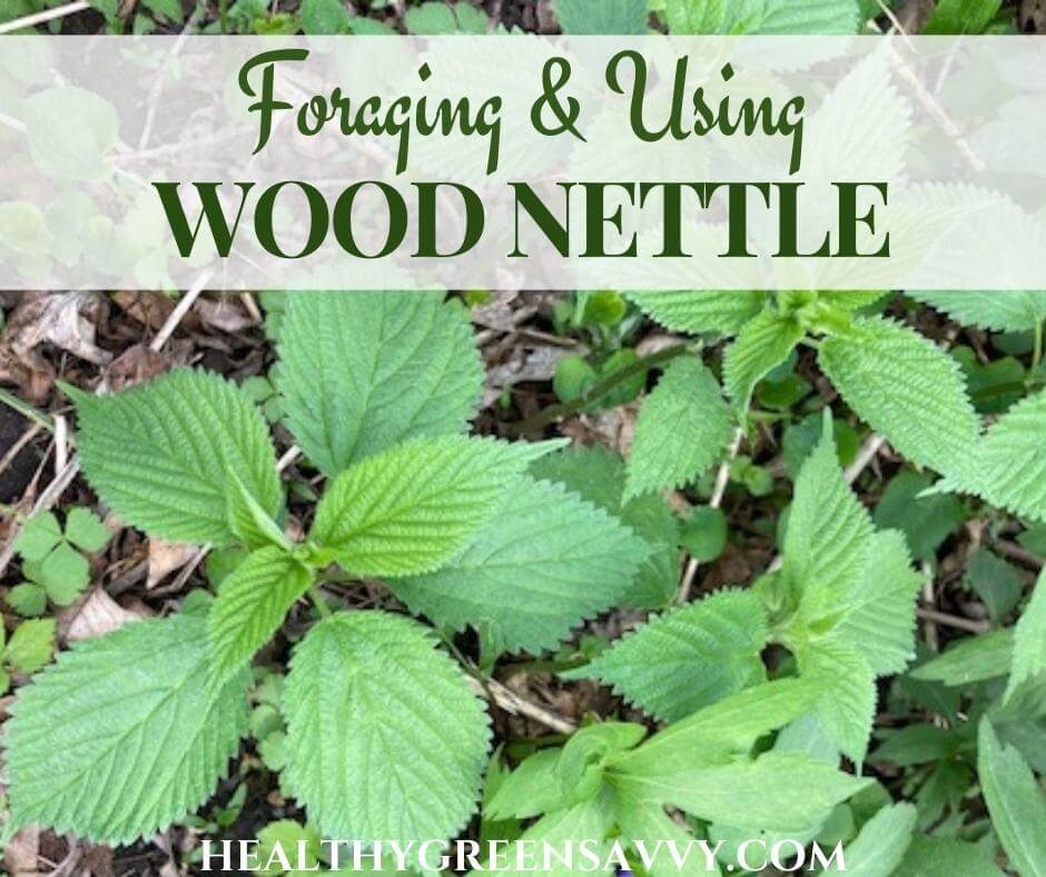 cover photo of Canadian wood nettle with title text overlay