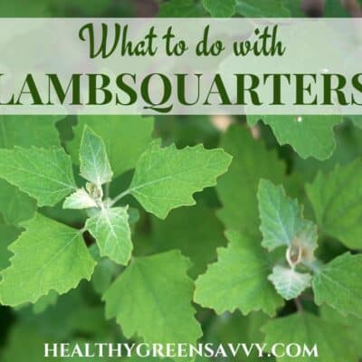 cover photo of lambs quarter with title text overlay