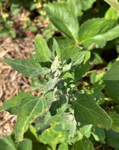 photo of flowering top of lambs quarter plant