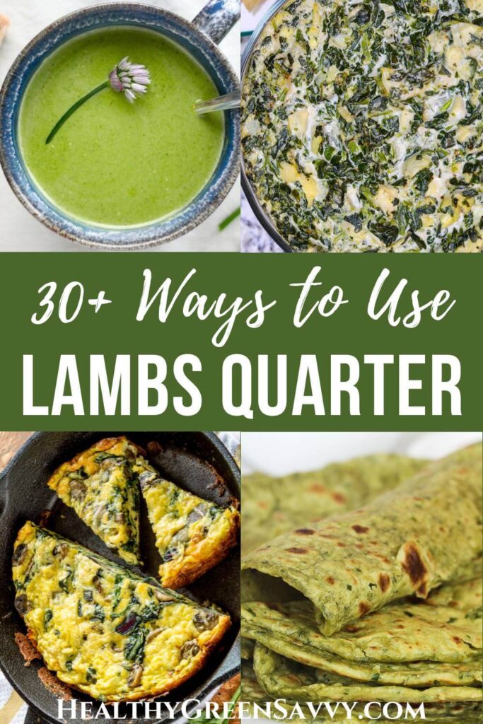 pin with photos of lambs quarter recipes (soup, dip, fritatta, and paratha) plus title text
