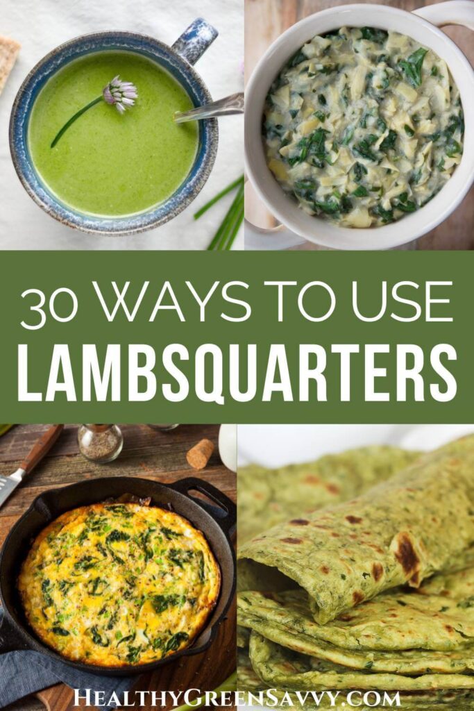 pin with photos of lambs quarter recipes (soup, dip, fritatta, and paratha) plus title text