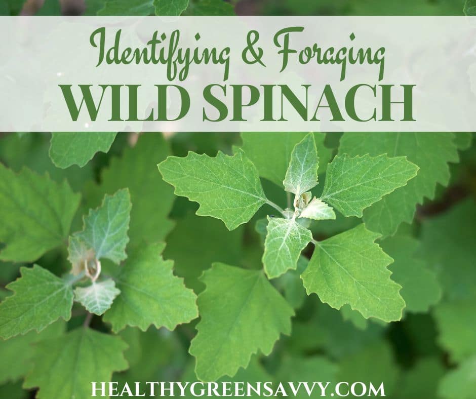 cover photo of wild spinach lambsquarters (Chenopodium album) growing with title text