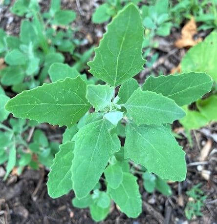 closeup of wild spinach lambsquarters plant