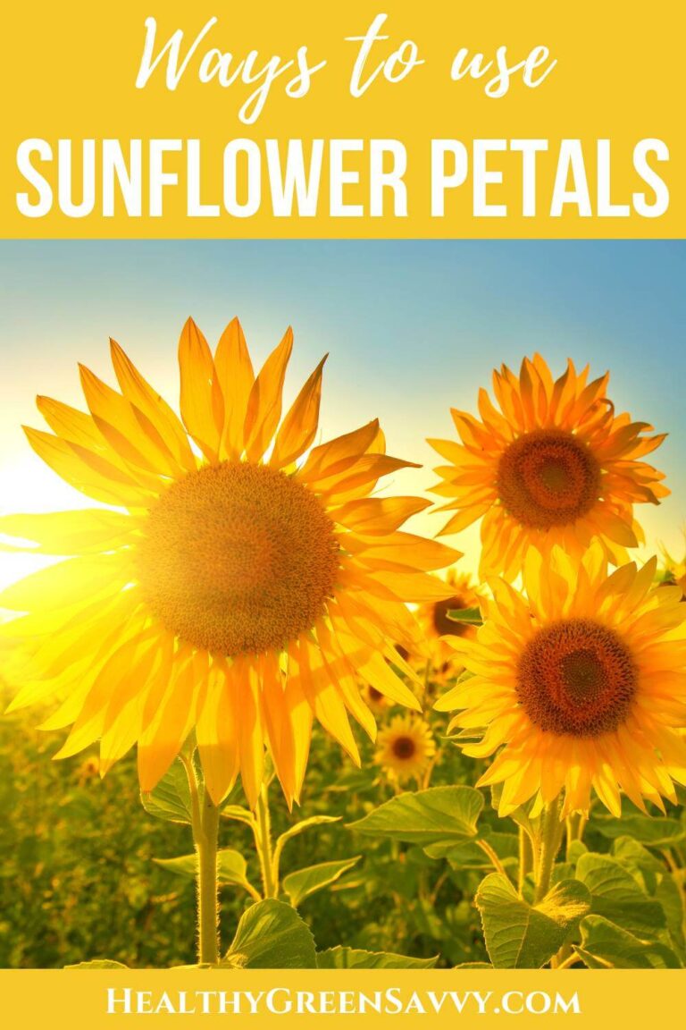 5 Cool Uses for Edible Sunflower Petals