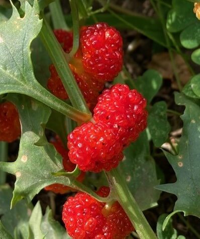 photo of ripe red berries of strawberry spinach plant