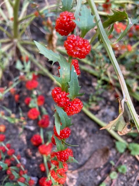 photo of strawberry spinach plant with ripe berries on its stems