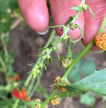 photo of strawberry blite flowers