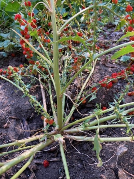 photo of strawberry spinach plant sprawling growth habit