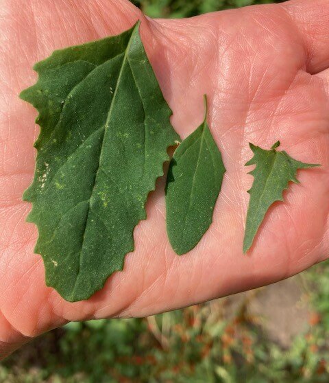 photo of leaves from lambsquarters and strawberry spinach plant