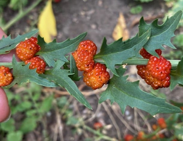 photo of berries growing on strawberry spinach plant